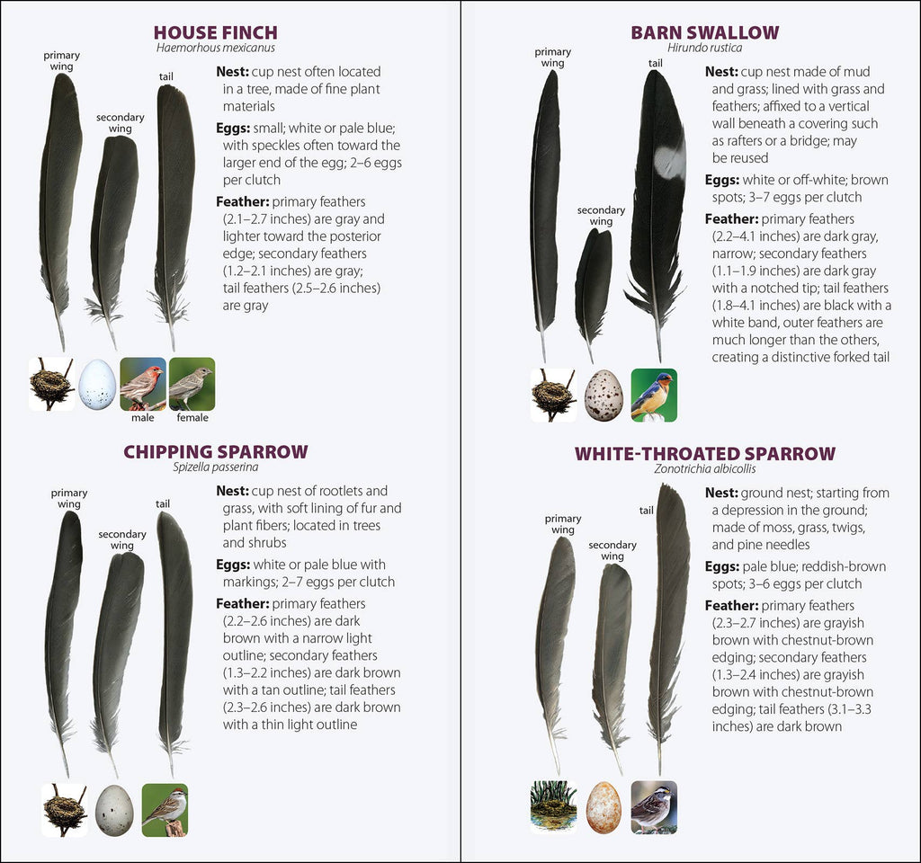 Bird Feathers & Eggs of the South Quick Guide