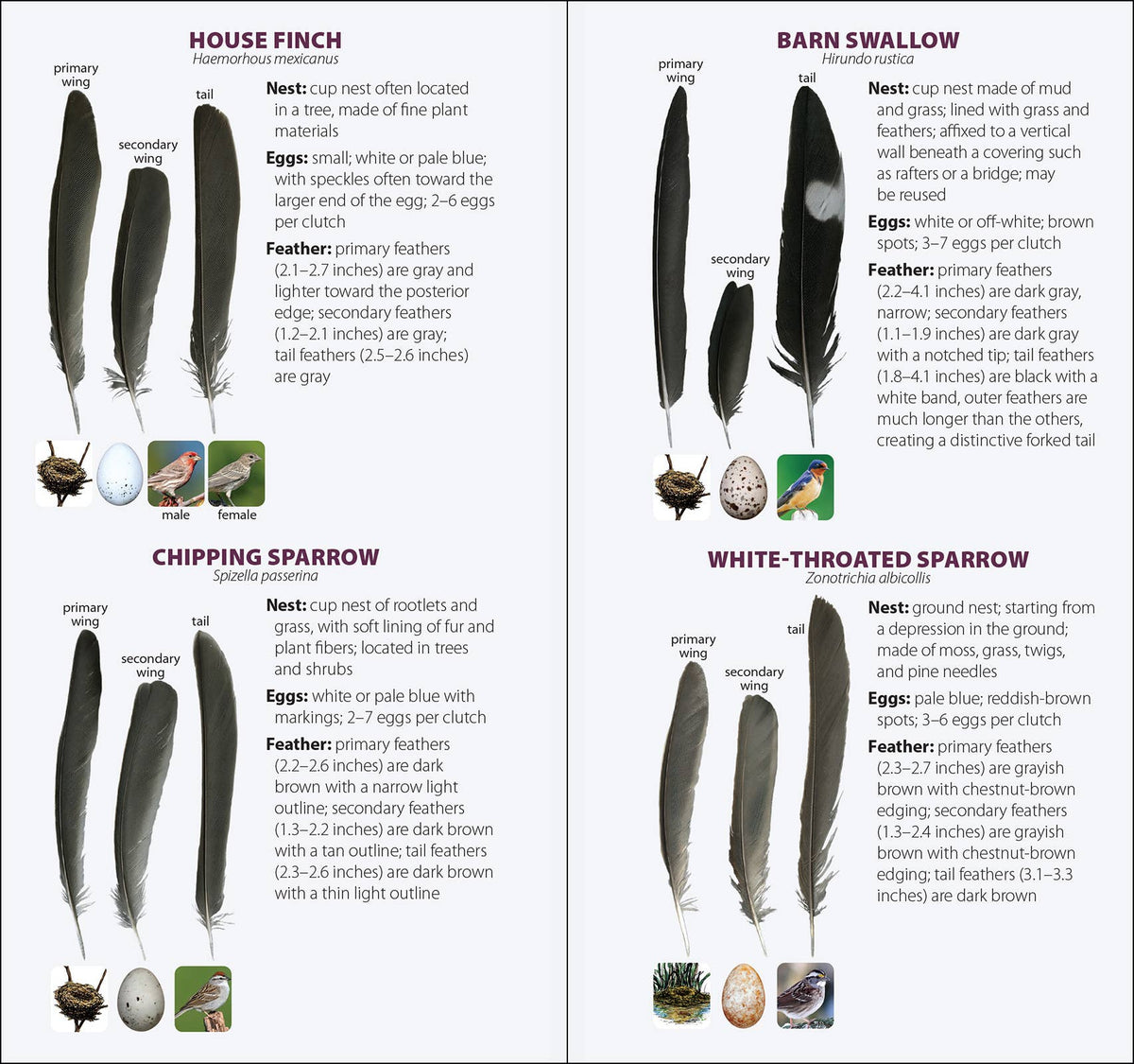 Bird Feathers & Eggs of the South Quick Guide