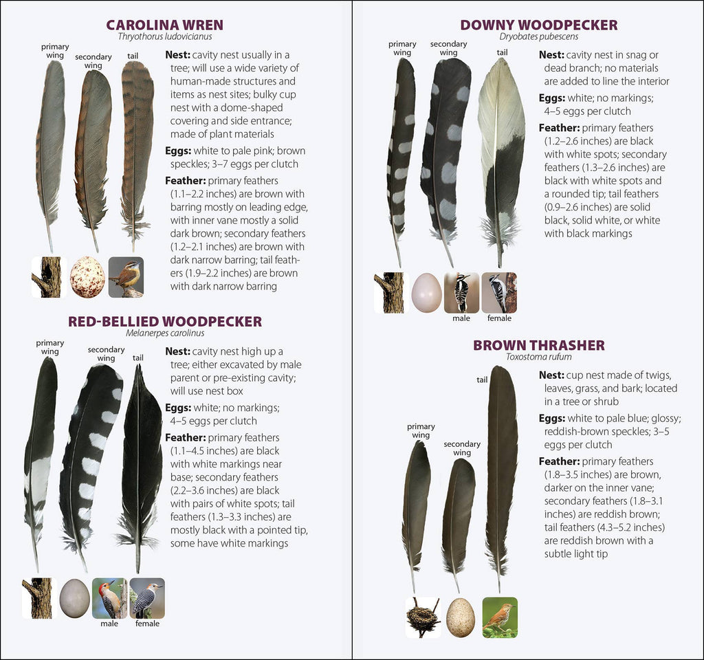 Bird Feathers & Eggs of the South Quick Guide