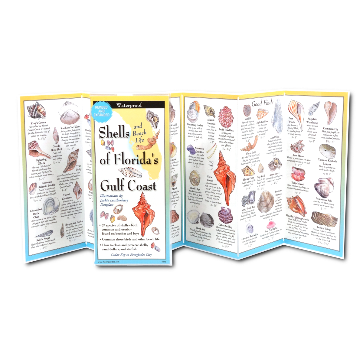Sibley's Shells of Florida’s Gulf Coast FoldingGuide™
