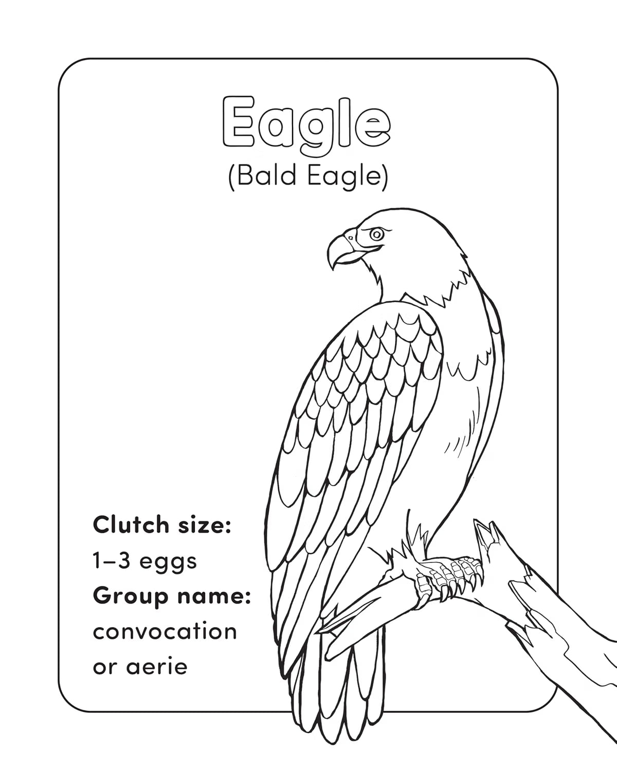 Bird Book For Kids