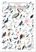 Sibley's Birds of Florida Poster