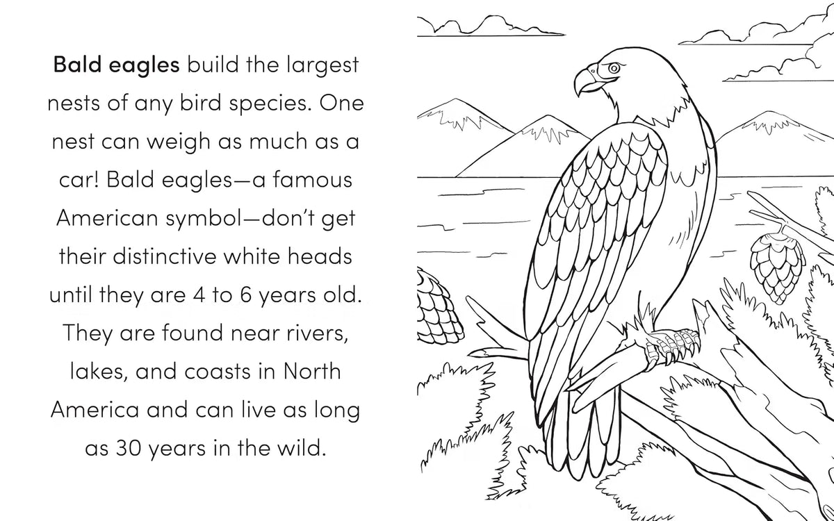 Bird Book For Kids