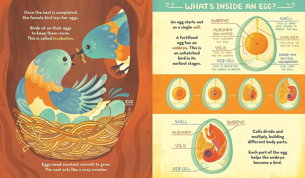 What's Inside Bird Nest?