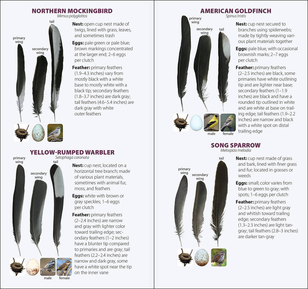 Bird Feathers & Eggs of the South Quick Guide