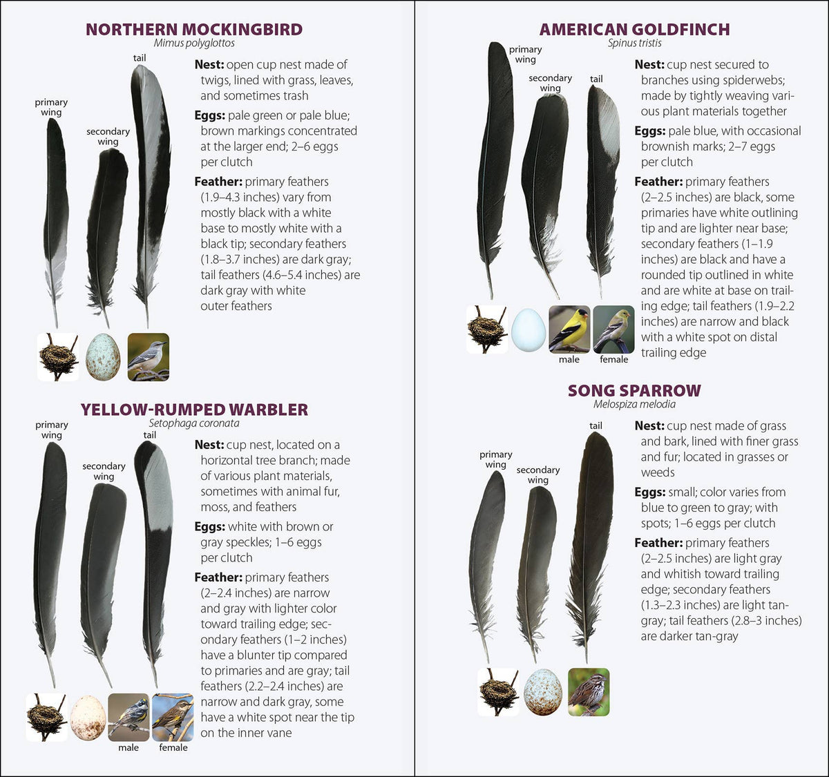 Bird Feathers & Eggs of the South Quick Guide