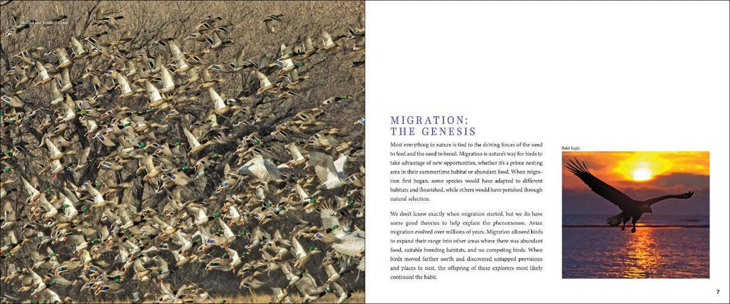 Bird Migration