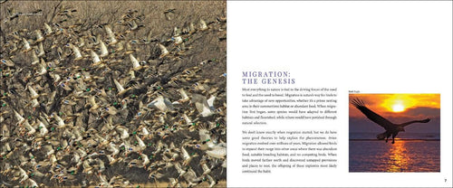 Bird Migration