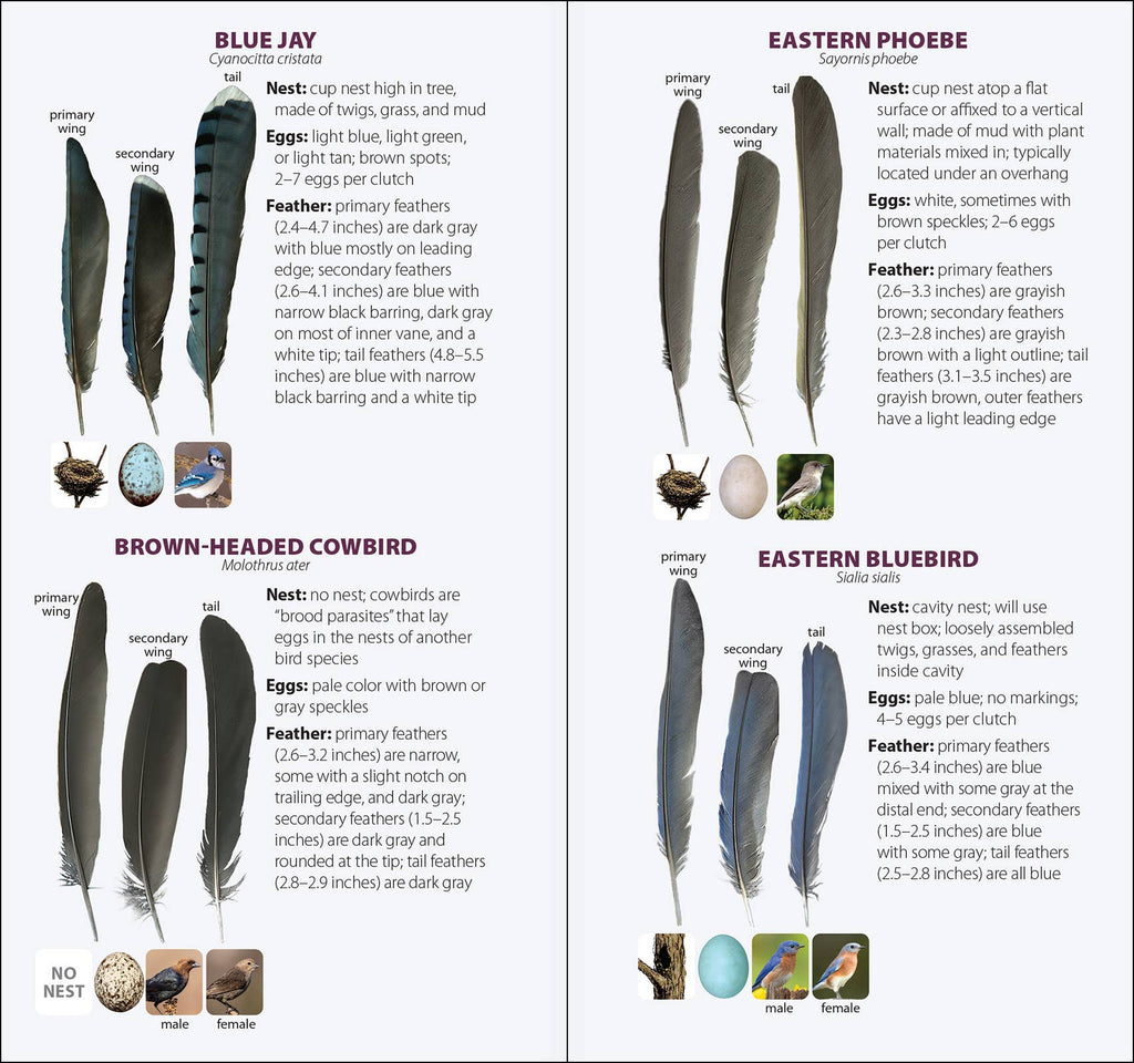 Bird Feathers & Eggs of the South Quick Guide