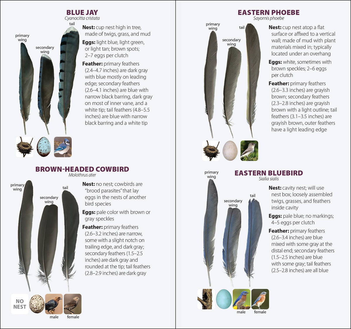Bird Feathers & Eggs of the South Quick Guide