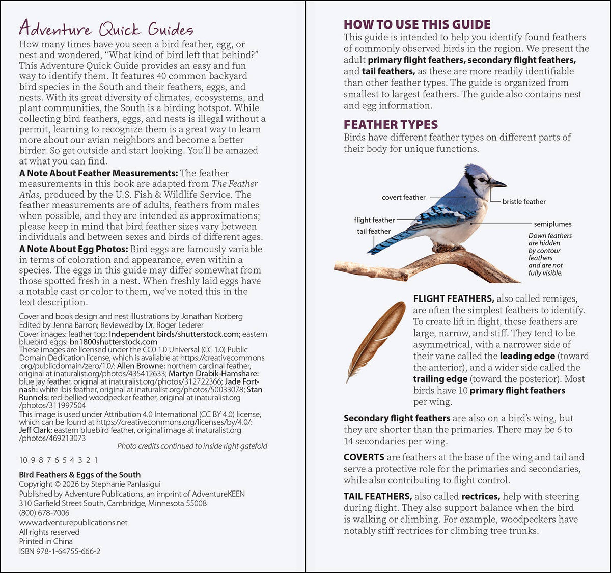 Bird Feathers & Eggs of the South Quick Guide