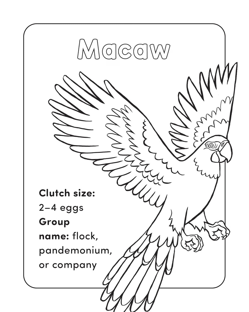 Bird Book For Kids