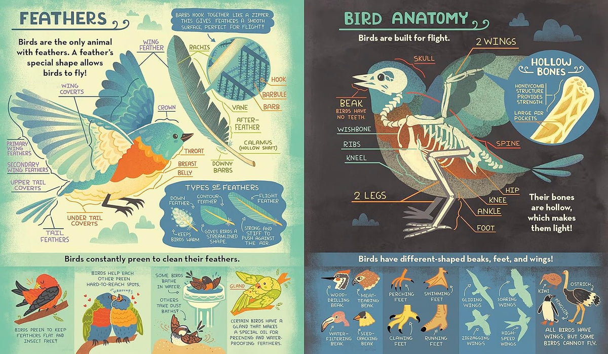 What's Inside Bird Nest?