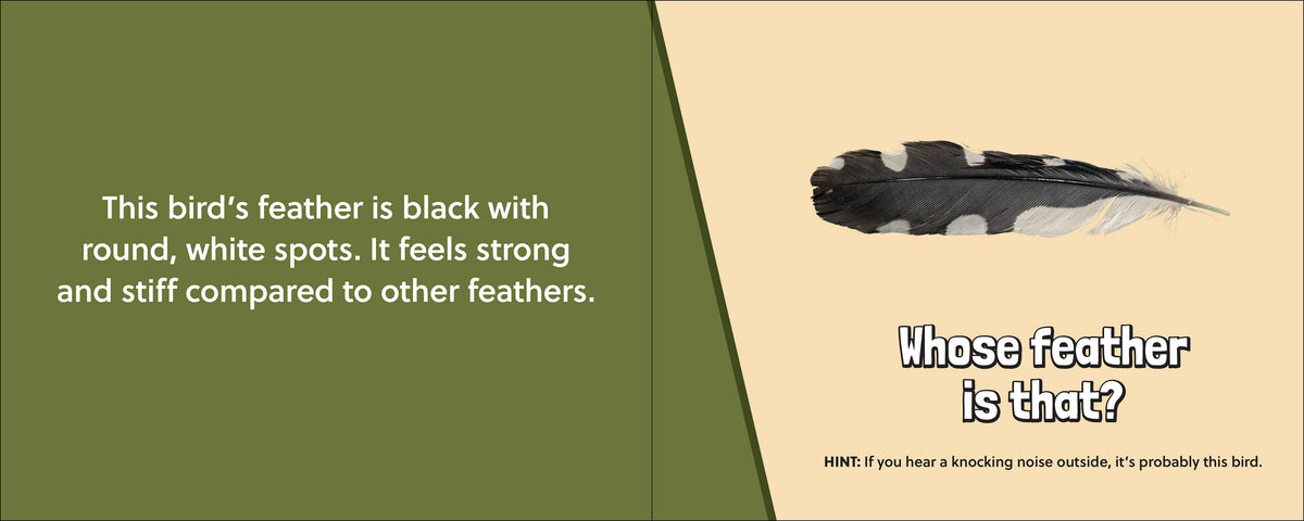 Whose Feather Is That?
