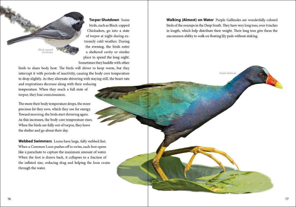 Bird Trivia