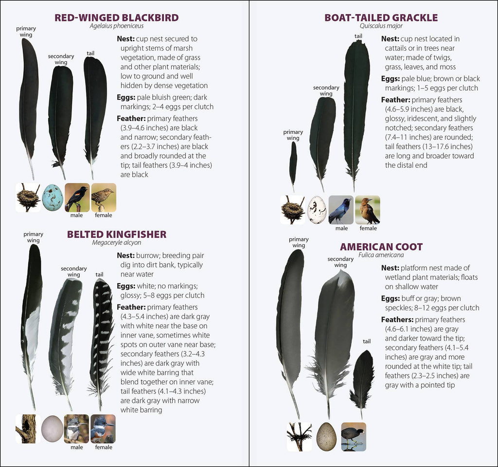 Bird Feathers & Eggs of the South Quick Guide