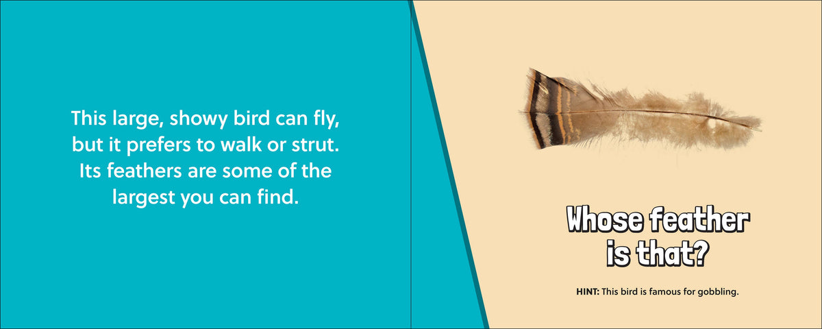 Whose Feather Is That?