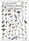 Coastal & Wetland Birds of Gulf of Mexico