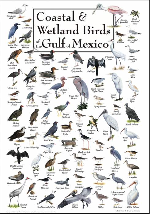 Coastal & Wetland Birds of Gulf of Mexico
