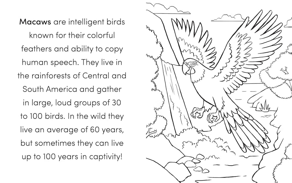 Bird Book For Kids
