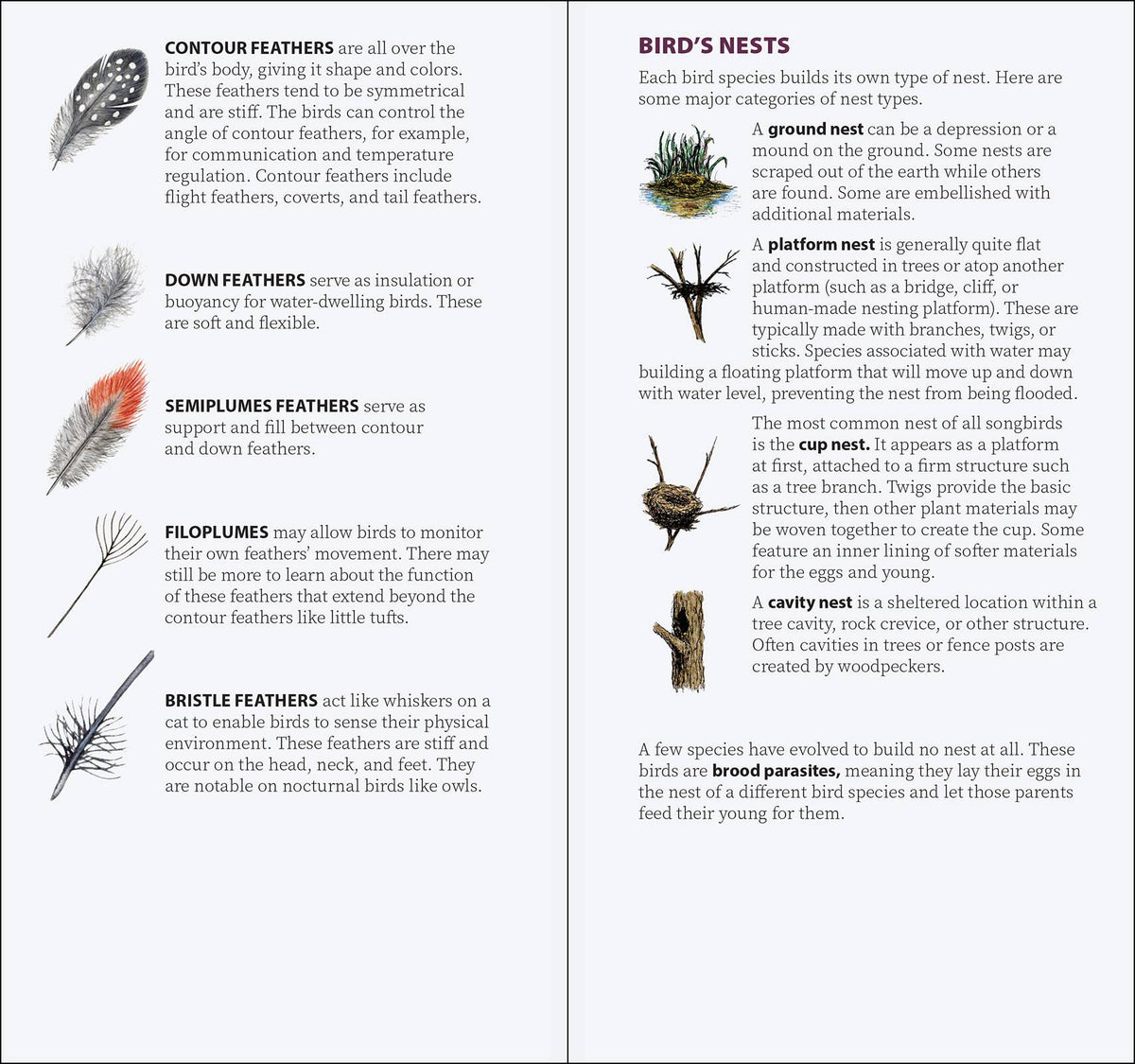 Bird Feathers & Eggs of the South Quick Guide
