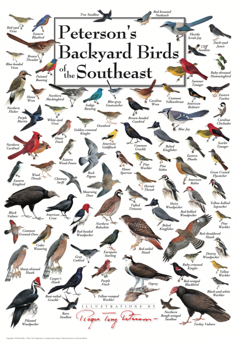 Peterson's Backyard Birds of the Southeast Poster