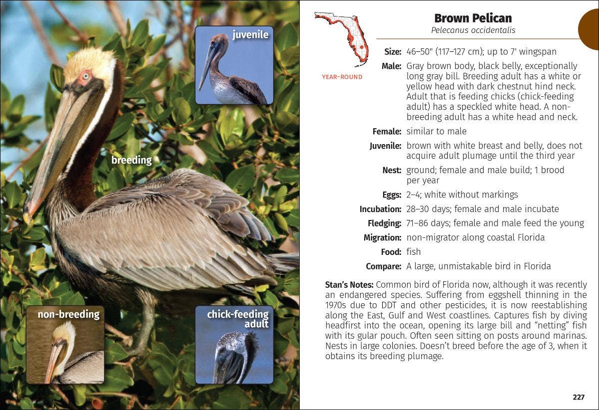 Birds of Florida Field Guide 3rd Edition