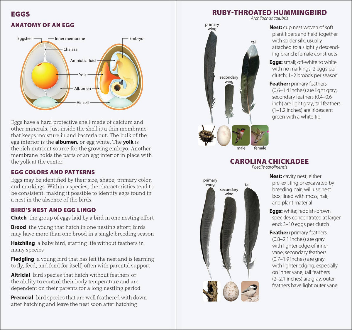 Bird Feathers & Eggs of the South Quick Guide