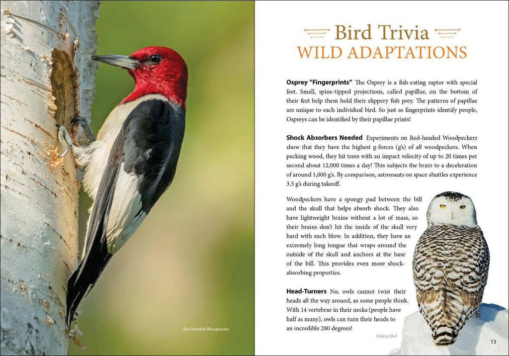 Bird Trivia