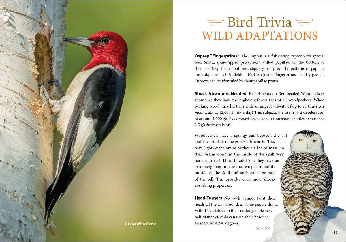 Bird Trivia