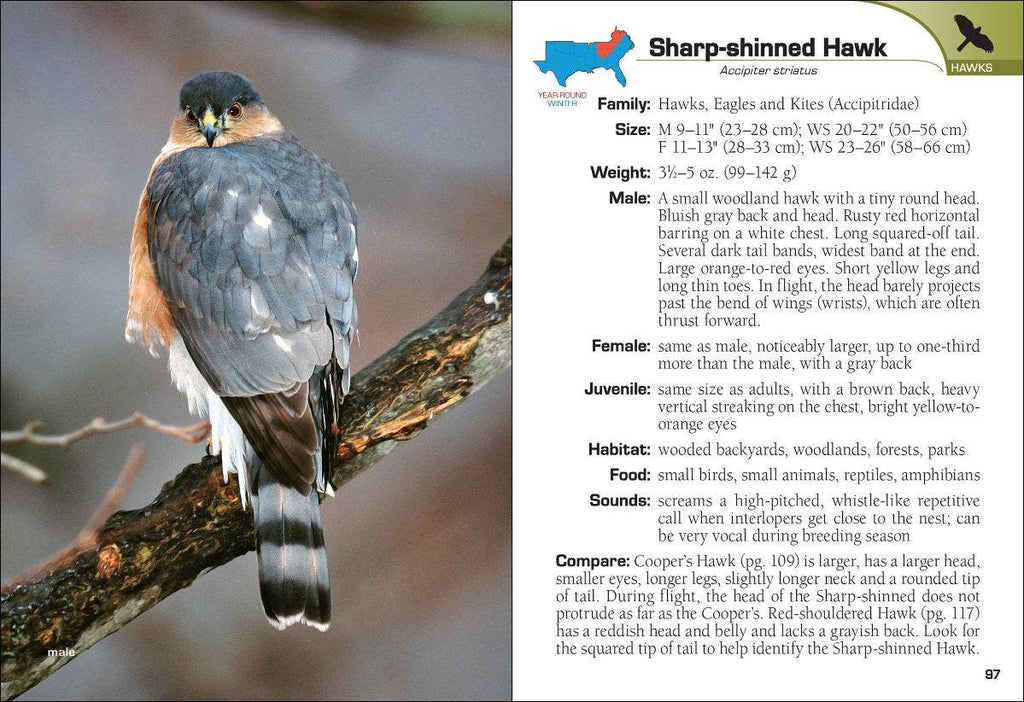 Birds of Prey of the South Field Guide