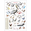 David Allen Sibley's State Birds Poster