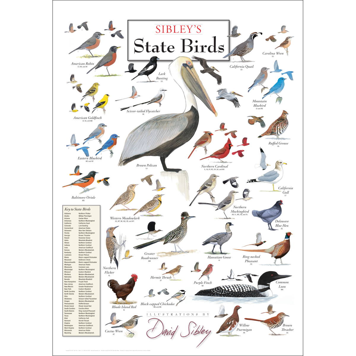 David Allen Sibley's State Birds Poster