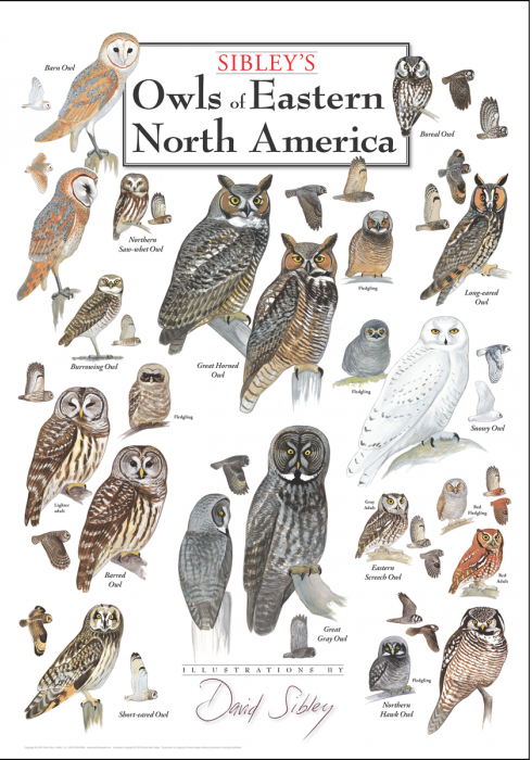 Sibley's Owls of Eastern North America Poster