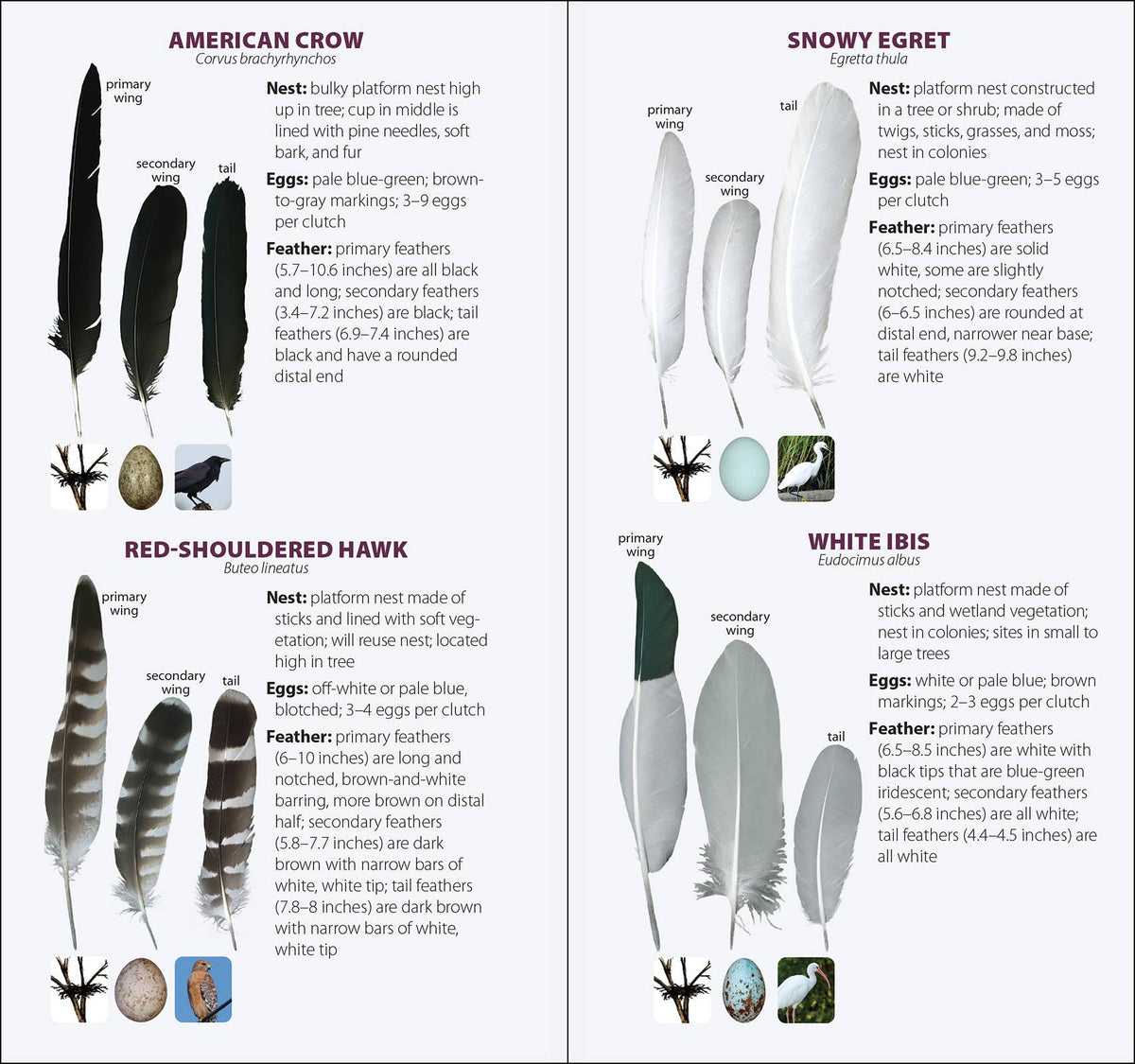 Bird Feathers & Eggs of the South Quick Guide