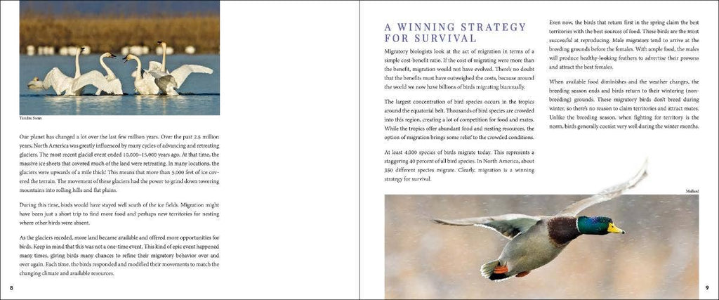 Bird Migration