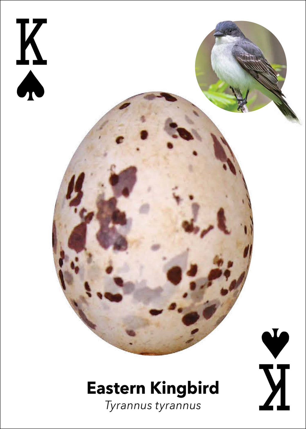 Bird Eggs Playing Cards