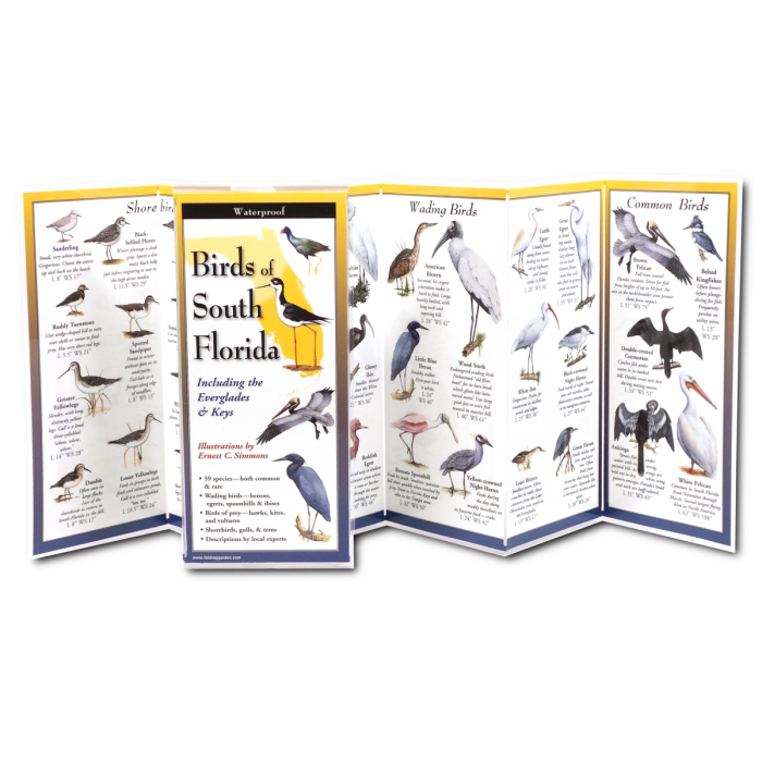 Birds of South Florida
