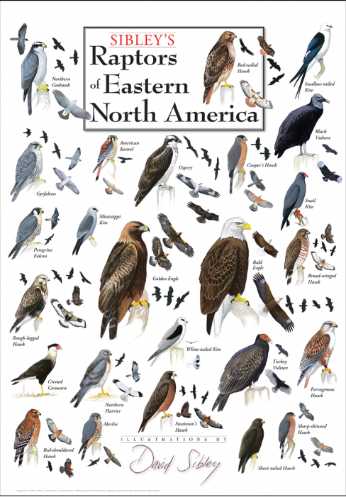 Sibley's Raptors of Eastern North America Poster