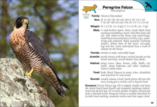 Birds of Prey of the South Field Guide