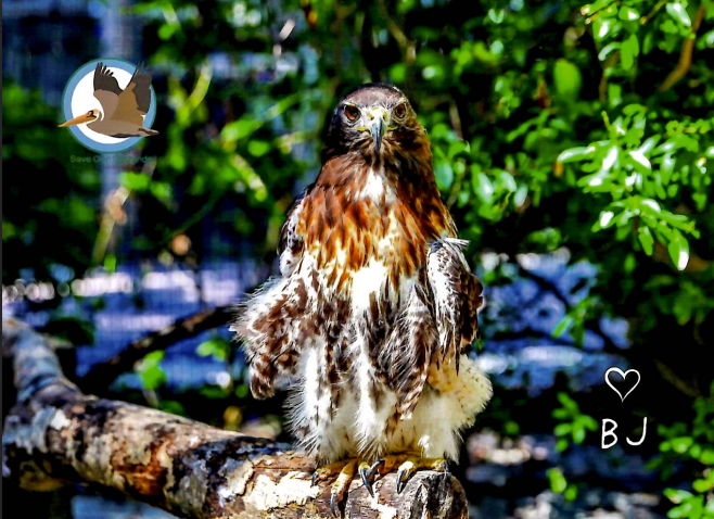 Annual Symbolic Bird Adoption