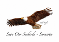 Bald Eagle in Flight Greeting Card