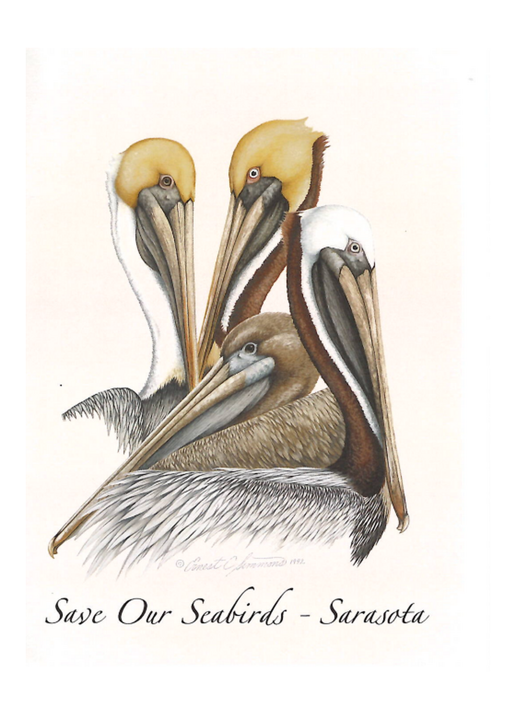 Changing Seasons Brown Pelican  Greeting Card