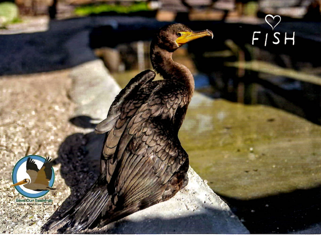 Annual Symbolic Bird Adoption