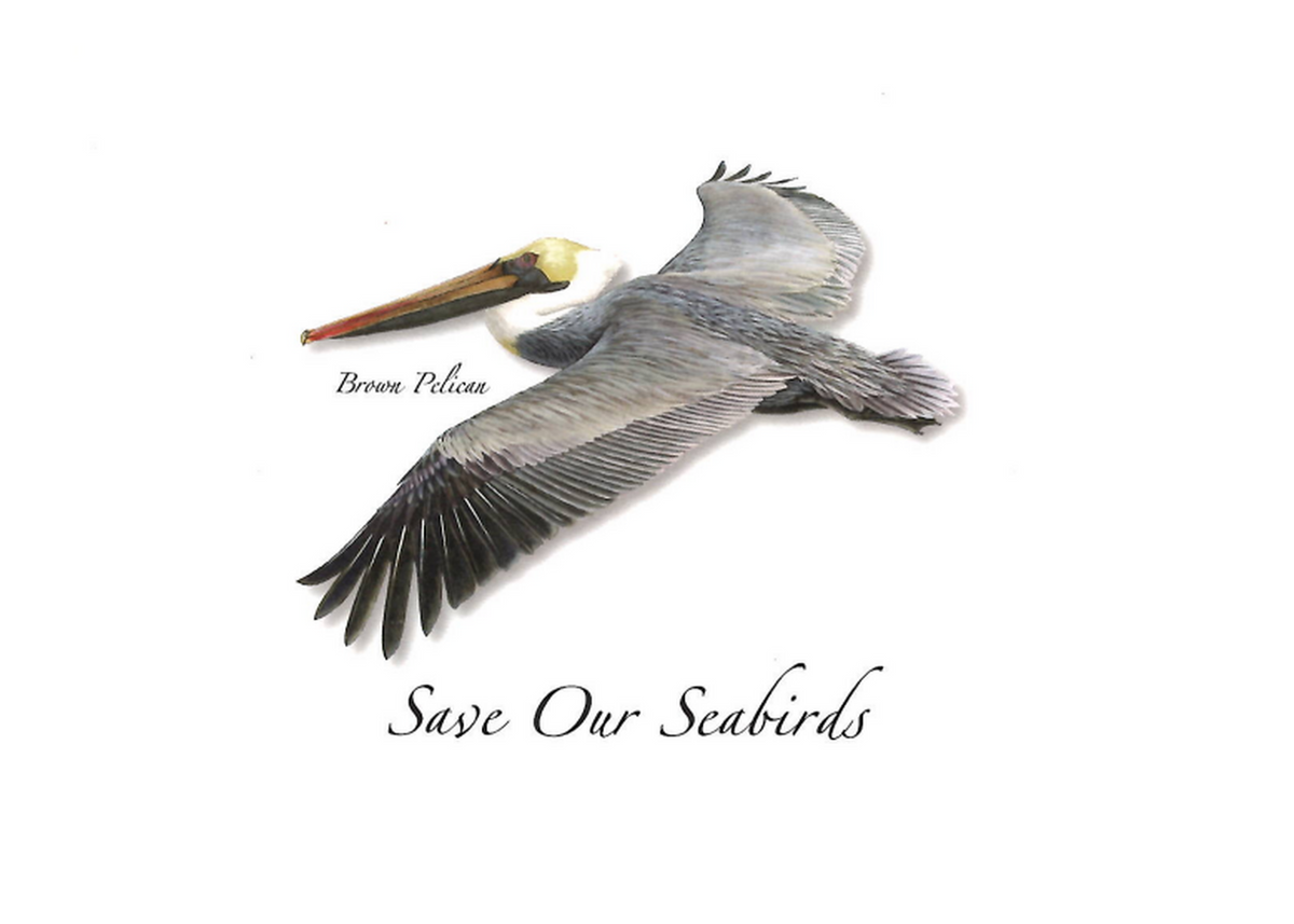 Brown Pelican Greeting Card
