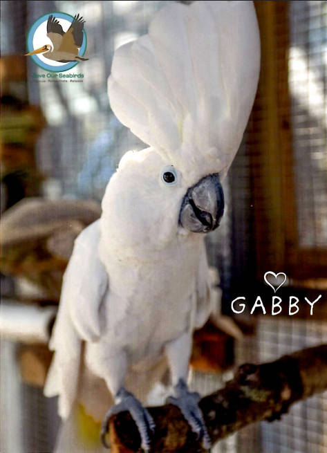 Annual Symbolic Bird Adoption