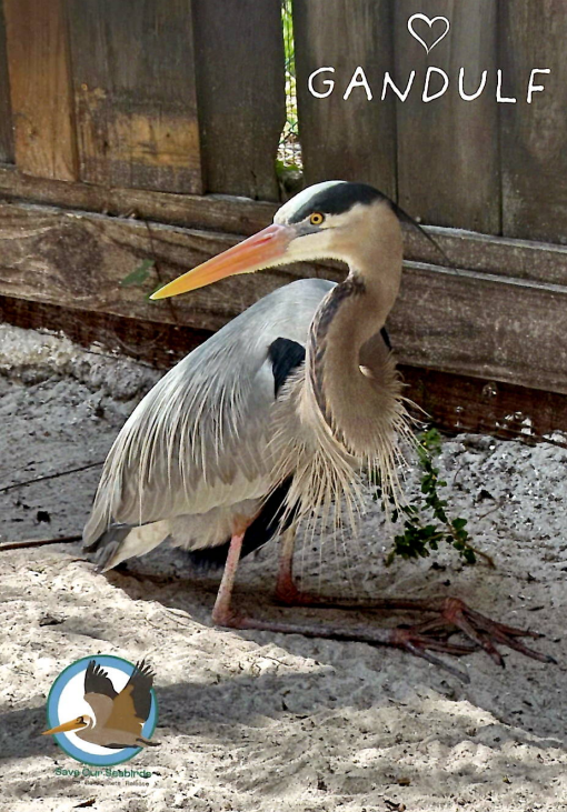 Annual Symbolic Bird Adoption