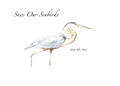 Great Blue Heron  Greeting Card