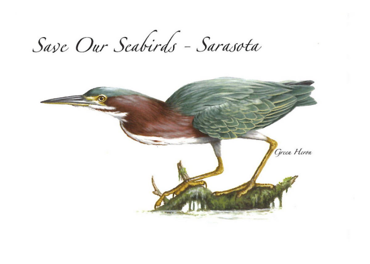 Green Heron  Greeting Card