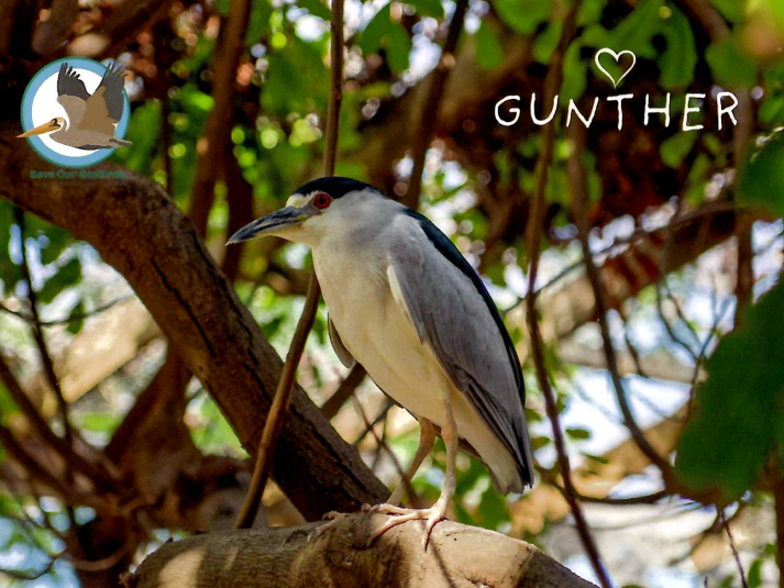 Annual Symbolic Bird Adoption